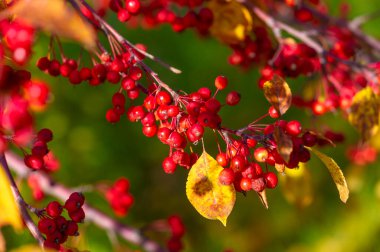 Malus baccata, toplu olarak Sibirya yengeci olarak bilinen ve bonsai yetiştirmek için kullanılan bir Asya elma ağacı. Bol kokulu beyaz çiçekleri ve 1 cm civarında yenilebilir kırmızı veya sarı meyveleri vardır. 