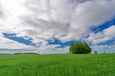 Bahar fotoğrafçılığı, genç mısır gevreği çekimleri. Olgunlaşmış buğday. Parlak güneşin altında yeşil fotosentez filizleri. Fosfor ve nitrojen gübreleri tanıtıldı