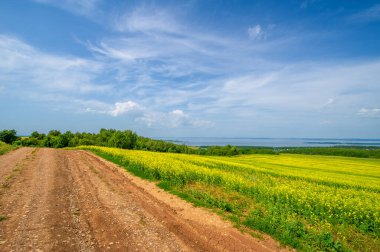 Kanola değerli bir yağ ve protein kaynağıdır. Sarı alanlar kolza tohumu ile doludur. Bunlar dünyanın birçok yerinde yaygın görülür. Birçok sektörde kolza yağı kullanılır.,