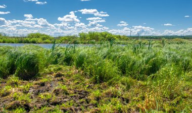 Yaz fotoğrafçılığı, sazlıklarla kaplanmış bir nehir, beyaz bulutlu mavi gökyüzü, ördek otuyla kaplanmış mavi su, nehir taşkını ovası, bunaltıcı yaz günü