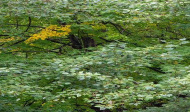 Sonbahar, sonbaharda yapraklar, yılın bu zamanında ağaçlar canlanıyor gibi görünüyor, turuncu, kırmızı ve bakır çiçeklerden koparak.