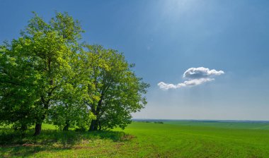 Bahar, genç yeşil buğday güneşte yetişir, ılıman ülkelerde yetişen en en önemli bitkidir, buğday, ekmek yapmak için toprak, vs. 