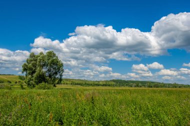 Yaz manzarası, nehir taşkınları, pitoresk kıyılar, kır çiçekli parlak yeşil çimenler, beyaz bulutlu mavi gökyüzü, ılık yaz günleri.,