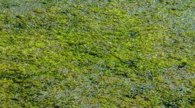 Doğal toksin üretimi yoluyla diğer organizmalar üzerinde olumsuz etkilere yol açan, Zararlı alg tomurcuğu (NAV), genellikle büyük ölçekli ölümlerle ilişkilendirilir.