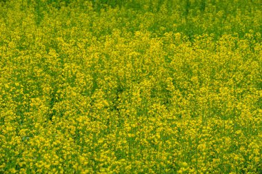 Kanola değerli bir yağ ve protein kaynağıdır. Sarı alanlar kolza tohumu ile doludur. Bunlar dünyanın birçok yerinde yaygın görülür. Birçok sektörde kolza yağı kullanılır.,
