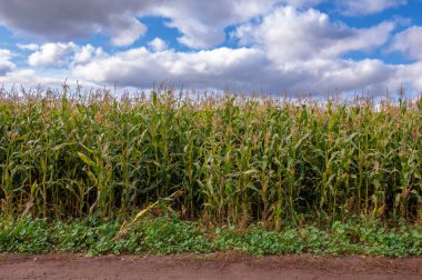  Büyük taneler ya da çekirdekler üreten bir Kuzey Amerika tahıl bitkisi mısır koçanı üzerine dizilmiş. Birçok çeşidi, hem insan hem de çiftlik hayvanı tüketimi için son derece değerli sayısız ürün sunuyor..