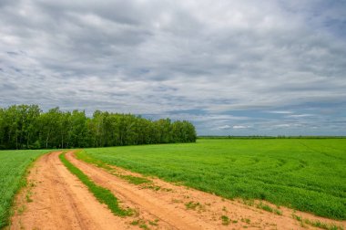 İlkbahar fotoğrafçılığı, kırsal alan, genç buğday tarlalarının arasından geçen toprak yol, bir yerden diğerine uzanan geniş bir yol, özellikle araçların kullanabileceği özel hazırlanmış bir yüzeye sahip olan bir yol.