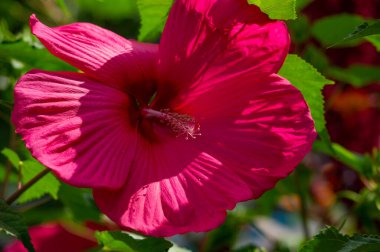 Hibiscus rosa-sinensis, Çin gülü, sadece yarı serttir, bu yüzden sık sık bir yaz çiçeği olarak yetiştirilir..