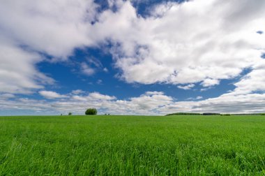 Bahar fotoğrafçılığı, genç mısır gevreği çekimleri. Olgunlaşmış buğday. Parlak güneşin altında yeşil fotosentez filizleri. Fosfor ve nitrojen gübreleri tanıtıldı