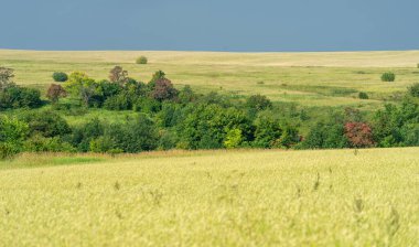 Yaz. Ilıman ülkelerde yetişen en önemli tür olan buğday, ekmek, makarna ve hamur işlerinde un yapmak için kullanılan bir buğday bitkisidir.,