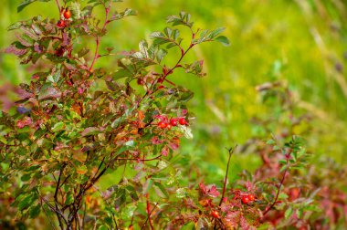 Yaz fotoğrafı: Gül kalçası ya da gül kalçası, tüm dünyada güllerin nazik iyileştirme özellikleri bir eczacının doğal ofisine katkıda bulunur.