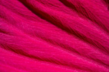 Hibiscus rosa-sinensis, Çin gülü, mor çiçekleri çiçek açmış, parlak ve bereketli altın merkezlerle doluydu.