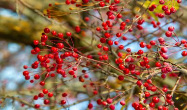 Sonbahar fotoğrafçılığı, sonbaharda yapraklar, yılın bu zamanında ağaçlar turuncu, kırmızı ve bakır çiçeklerden koparak canlanıyor.