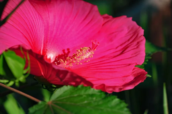 Hibiscus rosa-sinensis, Çin gülü, sadece yarı serttir, bu yüzden sık sık bir yaz çiçeği olarak yetiştirilir..