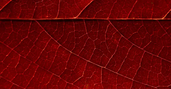 Leaves autumn. Close-up. macro photography. Amazing world opens up with macro photography