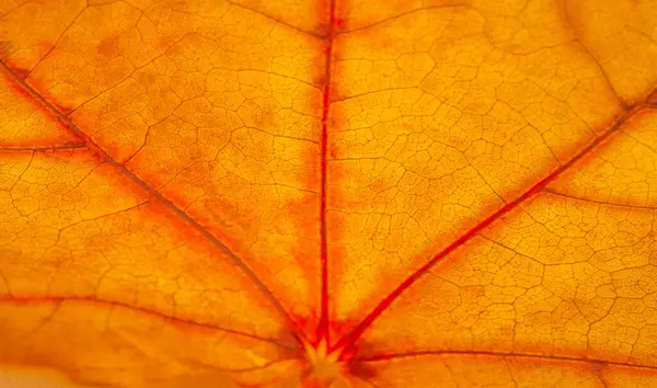 Φθινόπωρο Σκίτσο Του Φθινοπώρου Στη Φωτογραφία Κίτρινα Βυσσινί Κόκκινα Φύλλα Εικόνα Αρχείου