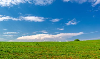  Bahar, genç yeşil buğday güneşte yetişir, ılıman ülkelerde yetişen en en önemli bitkidir, buğday, ekmek yapmak için toprak, vs. 