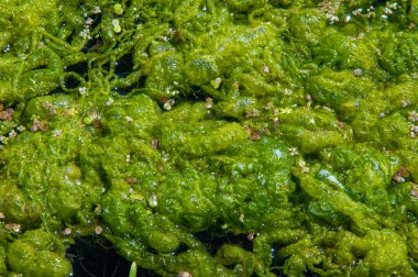 Doğal toksin üretimi yoluyla diğer organizmalar üzerinde olumsuz etkilere yol açan, Zararlı alg tomurcuğu (NAV), genellikle büyük ölçekli ölümlerle ilişkilendirilir.