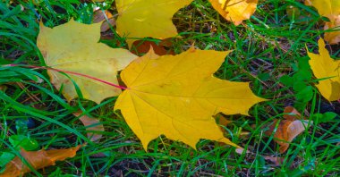 Ağaçların dallarında sonbahar yaprakları. Sonbahar yaprakları altın gibi dökülür, gökkuşağı gibi, değişim rüzgarları esmeye başlar, Eylül 'ün son günlerini görmezden gelerek..