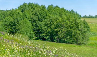 Yaz, çayır tarlaları, vadiler, çam ağaçları fındık ağacı, kır çiçekleri, dünyanın Avrupa bölgesi.