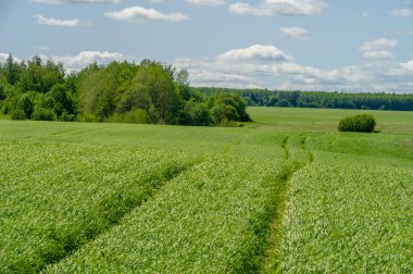 Bahar fotoğrafçılığı, genç mısır gevreği çekimleri. Olgunlaşmış buğday. Parlak güneşin altında yeşil fotosentez filizleri. Fosfor ve nitrojen gübreleri tanıtıldı