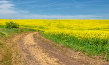 Kolza tohumu (Brassica napus subsp. Petrol zengini tohumlar sayesinde yetişen parlak sarı çiçekli kanola, önemli bir sebze yağı kaynağı ve protein unu kaynağıdır..