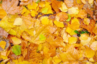 Yılın en güzel zamanı huş ağacının renkli sonbahar yaprakları, yaprakları kalp şeklinde ve beyaz kabuklu yaprak döken yapraklar..