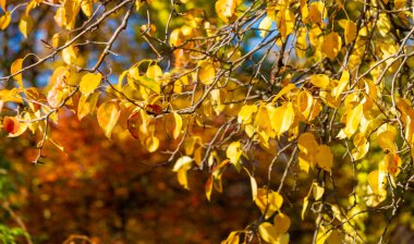 Ağaçların dallarında sonbahar yaprakları. Sonbaharın kalbi burada kırılmış ve hazinesini yapraklara dökmüş olmalı..