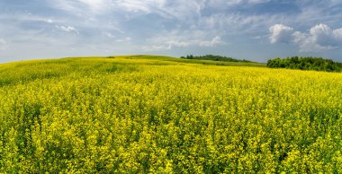 Kolza tohumu çok değerli ve çok yönlü bir mahsuldür. Tüm dünyada sarı kolza tohumu tarlaları görülebilir. Kolza yağı ve protein öğünlerinin gıda üretiminde birçok önemli kullanımı vardır.