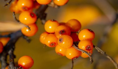 Deniz dikenleri A, B1, B2, B6, C ve diğer aktif bileşenleri içerir. Mide, bağırsak ülseri ve mide yanması belirtilerine karşı bazı aktiviteleri olabilir..