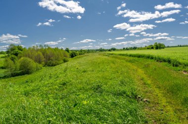 Bahar fotoğrafçılığı, genç mısır gevreği çekimleri. Olgunlaşmış buğday. Parlak güneşin altında yeşil fotosentez filizleri. Fosfor ve nitrojen gübreleri tanıtıldı