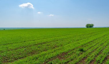 Bahar, genç yeşil buğday güneşte yetişir, ılıman ülkelerde yetişen en en önemli bitkidir, buğday, ekmek yapmak için toprak, vs. 