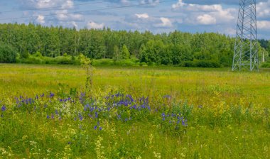 Yaz, gök gürültülü bulutlar, mavi gökyüzü, sel basmış çayır tarlaları, yaz renklerinin kokusu ve çeşitli kır çiçekleri.