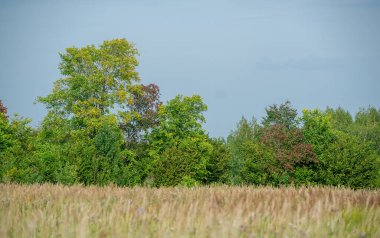 Yaz fotoğrafı. Ilıman ülkelerde yetişen ve ekmek, makarna, pasta vb. için un yapmak için kullanılan en önemli bitki olan buğday. ..
