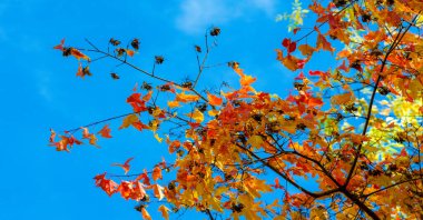Ağaçların dallarında sonbahar yaprakları. Sonbahar yılın en zor zamanıdır. Bütün yapraklar dökülür ve toprağa aşık olur gibi düşerler..