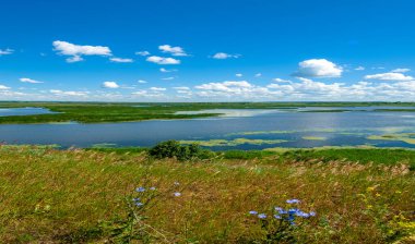 Yaz fotoğrafçılığı, sazlıklarla kaplanmış bir nehir, beyaz bulutlu mavi gökyüzü, ördek otuyla kaplanmış mavi su, nehir taşkını ovası, bunaltıcı yaz günü