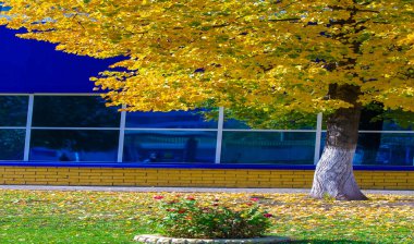 Sonbahar, fotoğraftaki sonbahar eskizi, sarı bordo kırmızı yapraklar, yaz dilekçesi, neşeli resimler.