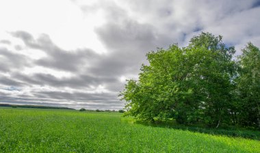 Bahar fotoğrafçılığı, genç mısır gevreği çekimleri. Olgunlaşmış buğday. Parlak güneşin altında yeşil fotosentez filizleri. Fosfor ve nitrojen gübreleri tanıtıldı