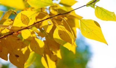 Sonbahar, fotoğraftaki sonbahar eskizi, sarı bordo kırmızı yapraklar, yaz dilekçesi, neşeli resimler.