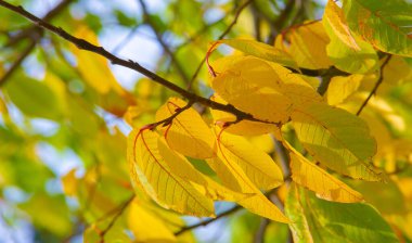 Sonbahar fotoğrafçılığı, sonbaharda yapraklar, yılın bu zamanında ağaçlar turuncu, kırmızı ve bakır çiçeklerden koparak canlanıyor.