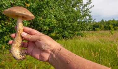 Yaz fotoğrafı. ungus, boletus, darner, yenilebilir mantarlar çeşitli makromantar türlerinin etli ve yenilebilir meyve gövdeleridir.