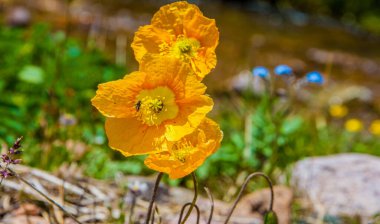 Dağlarda yaz. Dağlar hem bir yolculuk hem de bir hedeftir. Bizi yamaçlarına tırmanmaya, kanyonlarını keşfetmeye ve zirvelerine tırmanmaya zorluyorlar..
