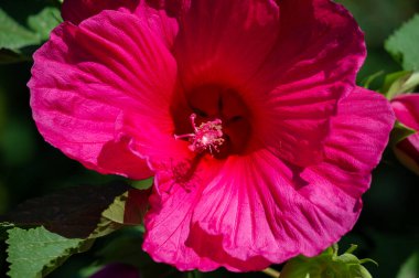 Hibiscus rosa-sinensis, Çin gülü, sadece yarı serttir, bu yüzden sık sık bir yaz çiçeği olarak yetiştirilir..