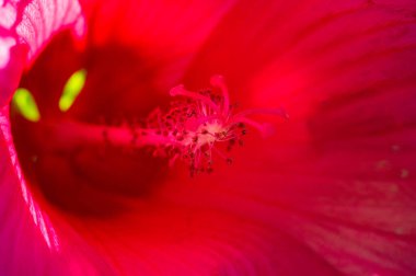 Hibiscus rosa-sinensis, Çin gülü, mor çiçekleri çiçek açmış, parlak ve bereketli altın merkezlerle doluydu.