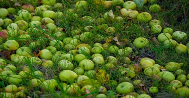 Elmalar ağaçtan yere düşer. Elma bahçesi ve bir sürü çürümüş meyve, sonbaharda kırsal alanda, bahçedeki ağacın altında.