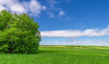 Bahar fotoğrafçılığı, genç mısır gevreği çekimleri. Olgunlaşmış buğday. Parlak güneşin altında yeşil fotosentez filizleri. Fosfor ve nitrojen gübreleri tanıtıldı