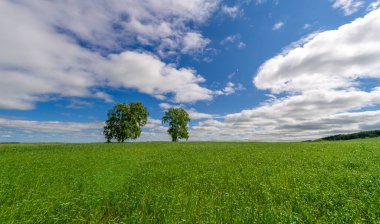 Bahar fotoğrafçılığı, genç mısır gevreği çekimleri. Olgunlaşmış buğday. Parlak güneşin altında yeşil fotosentez filizleri. Fosfor ve nitrojen gübreleri tanıtıldı