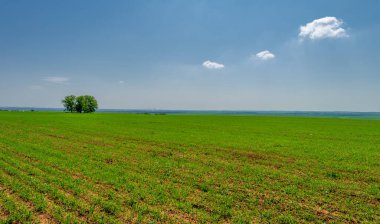  Bahar, genç yeşil buğday güneşte yetişir, ılıman ülkelerde yetişen en en önemli bitkidir, buğday, ekmek yapmak için toprak, vs. 