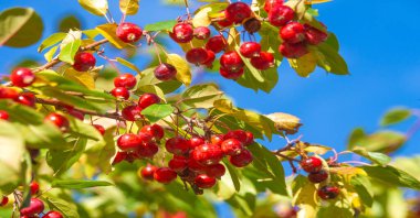 Ağaçların dallarında sonbahar yaprakları. Sonbahar yaprakları altın gibi dökülür, gökkuşağı gibi, değişim rüzgarları esmeye başlar, Eylül 'ün son günlerini görmezden gelerek..