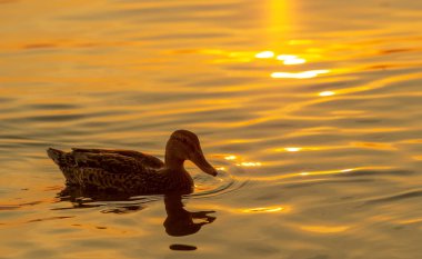 Nehirde yüzen ördeklerle huzurlu ve huzurlu sahnenin tadını çıkarın. Batan güneş güzel bir zemin oluştururken sessizliğin tadını çıkarın. Rahatlamak ve gevşemek için mükemmel bir zaman.